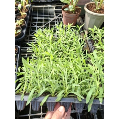 Giống Lavender Hoa Oải Hương ươm vỉ - Giá 21.000₫, trồng nhanh, thơm ngát