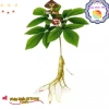 Giống Nhân Sâm Hàn Quốc 50 viên - Trồng Được Năm, Năng Suất Cao, Giá 29.000đ 2