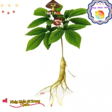 Giống Nhân Sâm Hàn Quốc 50 viên - Trồng Được Năm, Năng Suất Cao, Giá 29.000đ