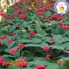 Giống Nhân Sâm Hàn Quốc 50 viên - Trồng Được Năm, Năng Suất Cao, Giá 29.000đ 4