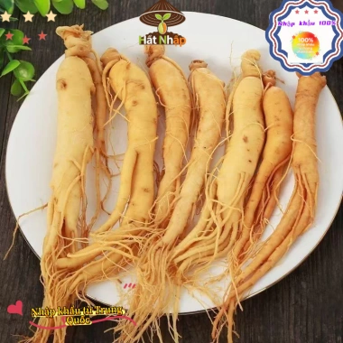 Giống Nhân Sâm Hàn Quốc 50 viên - Trồng Được Năm, Năng Suất Cao, Giá 29.000đ 5 Giống Nhân Sâm Hàn Quốc 50 viên - Trồng Được Năm, Năng Suất Cao, Giá 29.000đ 5