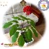 Giống Nhân Sâm Hàn Quốc 50 viên - Trồng Được Năm, Năng Suất Cao, Giá 29.000đ 6