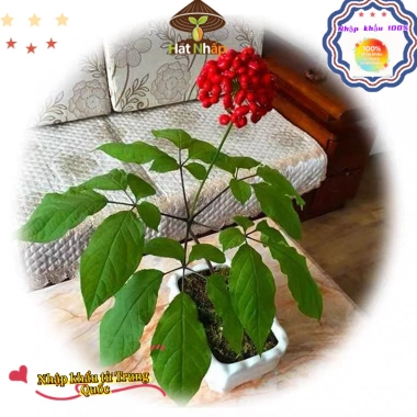Giống Nhân Sâm Hàn Quốc 50 viên - Trồng Được Năm, Năng Suất Cao, Giá 29.000đ 6 Giống Nhân Sâm Hàn Quốc 50 viên - Trồng Được Năm, Năng Suất Cao, Giá 29.000đ 6