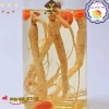 Giống Nhân Sâm Hàn Quốc 50 viên - Trồng Được Năm, Năng Suất Cao, Giá 29.000đ 8