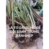 Gốc cây dong nếp lá to đẹp dùng gói bánh chưng, làm cảnh Combo 5-10 cây 57.000₫ 2