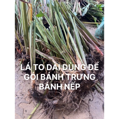 Gốc cây dong nếp lá to đẹp dùng gói bánh chưng, làm cảnh Combo 5-10 cây 57.000₫ 2