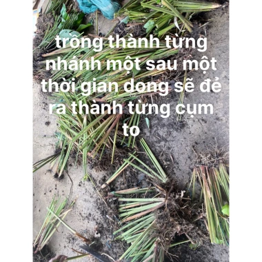 Gốc cây dong nếp lá to đẹp dùng gói bánh chưng, làm cảnh Combo 5-10 cây 57.000₫ 3