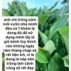 Gốc cây dong nếp lá to đẹp dùng gói bánh chưng, làm cảnh Combo 5-10 cây 57.000₫ 4