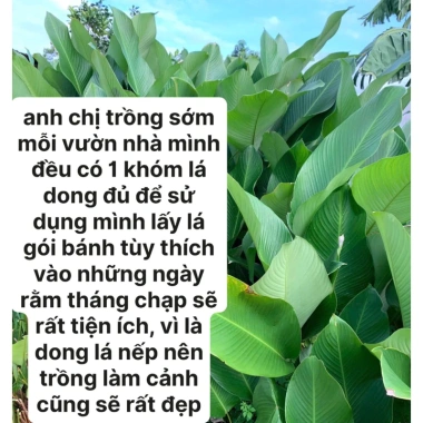 Gốc cây dong nếp lá to đẹp dùng gói bánh chưng, làm cảnh Combo 5-10 cây 57.000₫ 4