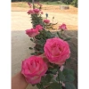 Gốc Hoa Hồng Lùn Siêu Nụ - Mua 5 Tặng Kịch Rễ, Hướng Dẫn Trồng, Khách Chọn Màu, Giá 20.000 VND 2