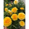 Gốc Hoa Hồng Lùn Siêu Nụ - Mua 5 Tặng Kịch Rễ, Hướng Dẫn Trồng, Khách Chọn Màu, Giá 20.000 VND 3