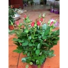 Gốc Hoa Hồng Lùn Siêu Nụ - Mua 5 Tặng Kịch Rễ, Hướng Dẫn Trồng, Khách Chọn Màu, Giá 20.000 VND 4