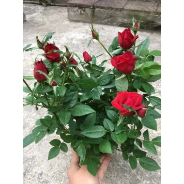Gốc Hoa Hồng Lùn Siêu Nụ - Mua 5 Tặng Kịch Rễ, Hướng Dẫn Trồng, Khách Chọn Màu, Giá 20.000 VND