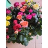 Gốc Hoa Hồng Lùn Siêu Nụ - Mua 5 Tặng Kịch Rễ, Hướng Dẫn Trồng, Khách Chọn Màu, Giá 20.000 VND 6