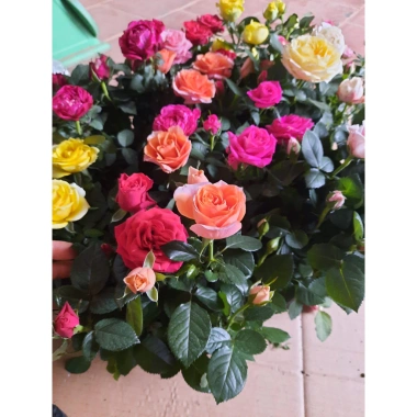 Gốc Hoa Hồng Lùn Siêu Nụ - Mua 5 Tặng Kịch Rễ, Hướng Dẫn Trồng, Khách Chọn Màu, Giá 20.000 VND 6 Gốc Hoa Hồng Lùn Siêu Nụ - Mua 5 Tặng Kịch Rễ, Hướng Dẫn Trồng, Khách Chọn Màu, Giá 20.000 VND 6