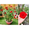 Gốc Hoa Hồng Lùn Siêu Nụ - Mua 5 Tặng Kịch Rễ, Hướng Dẫn Trồng, Khách Chọn Màu, Giá 20.000 VND 7