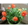 Gốc Hoa Hồng Lùn Siêu Nụ - Mua 5 Tặng Kịch Rễ, Hướng Dẫn Trồng, Khách Chọn Màu, Giá 20.000 VND 8