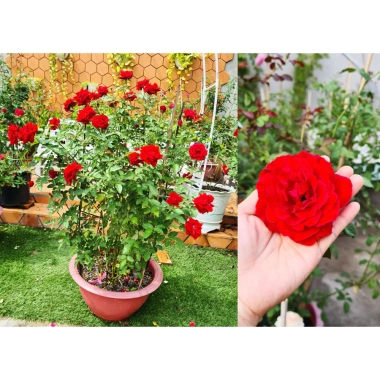 Gốc Hoa Hồng Lùn Siêu Nụ - Mua 5 Tặng Kịch Rễ, Hướng Dẫn Trồng, Khách Chọn Màu, Giá 20.000 VND