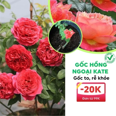 Gốc hoa hồng ngoại Kate hồng, bùi bao đẹp chuẩn đủ màu - chỉ 19.600đ