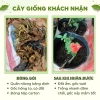 Gốc hoa hồng ngoại Kate hồng, bùi bao đẹp chuẩn đủ màu - chỉ 19.600đ 2