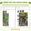 Gốc hoa hồng ngoại Kate hồng, bùi bao đẹp chuẩn đủ màu - chỉ 19.600đ 3