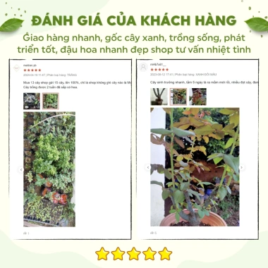 Gốc hoa hồng ngoại Kate hồng, bùi bao đẹp chuẩn đủ màu - chỉ 19.600đ 3 Gốc hoa hồng ngoại Kate hồng, bùi bao đẹp chuẩn đủ màu - chỉ 19.600đ 3