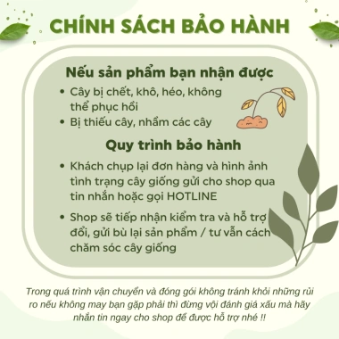 Gốc hoa hồng ngoại Kate hồng, bùi bao đẹp chuẩn đủ màu - chỉ 19.600đ 4 Gốc hoa hồng ngoại Kate hồng, bùi bao đẹp chuẩn đủ màu - chỉ 19.600đ 4
