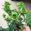 Gốc hoa hồng ngoại Kate hồng, bùi bao đẹp chuẩn đủ màu - chỉ 19.600đ 8