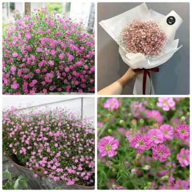 Gói 50 hạt Hoa Baby Hồng F1 Dễ Trồng, Nở Đẹp, Giá chỉ 9.000 VND