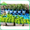 GreenLeaf Dung Dịch Thủy Canh - Dinh Dưỡng Rau Ăn Lá & Quả, Giá 120.000đ - H2T Farm 2