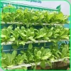 GreenLeaf Dung Dịch Thủy Canh - Dinh Dưỡng Rau Ăn Lá & Quả, Giá 120.000đ - H2T Farm 3