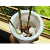 Gừng Đỏ Đồi Núi 500g Thơm Cay, Không Ngon Hoàn Tiền - Giá Ưu Đãi 113k
