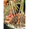 Gừng Đỏ Đồi Núi 500g Thơm Cay, Không Ngon Hoàn Tiền - Giá Ưu Đãi 113k 3