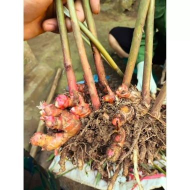 Gừng Đỏ Đồi Núi 500g Thơm Cay, Không Ngon Hoàn Tiền - Giá Ưu Đãi 113k 3