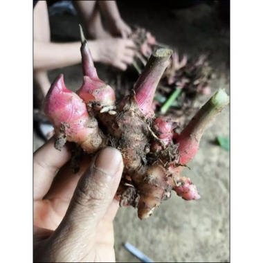 Gừng Đỏ Đồi Núi 500g Thơm Cay, Không Ngon Hoàn Tiền - Giá Ưu Đãi 113k 4