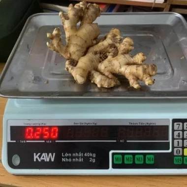 Gừng ta Tươi Nguyên Farm 1kg ruột vàng rửa sạch - thơm nồng, mứt tết & trà, 22.500 VND