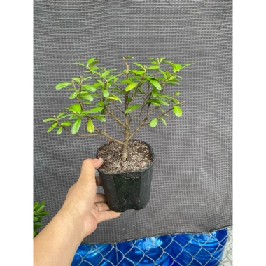 Hải châu nhánh chiết cành mini, thân cây bé hơn óng hút 55.000đ, giao ngẫu nhiên 2