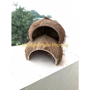 Hang gáu dừa tự nhiên cho ốc mượn hồn và bò sát – Giá ưu đãi 20.000 VNĐ 2 Hang gáu dừa tự nhiên cho ốc mượn hồn và bò sát – Giá ưu đãi 20.000 VNĐ 2