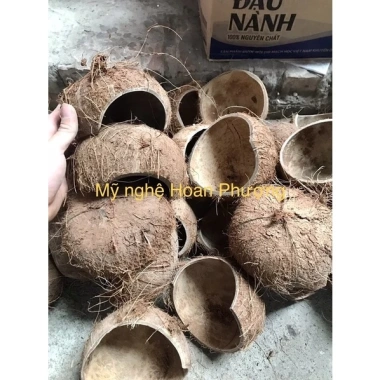 Hang gáu dừa tự nhiên cho ốc mượn hồn và bò sát – Giá ưu đãi 20.000 VNĐ