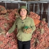 Hành Củ Kinh Môn Loại 1 Củ To Chắc Mẩy Chuẩn Vị - Giảm 23% Từ 97.500 Đến 75.000 - ANH BÉO 4