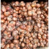 Hành Củ Kinh Môn Loại 1 Củ To Chắc Mẩy Chuẩn Vị - Giảm 23% Từ 97.500 Đến 75.000 - ANH BÉO 6