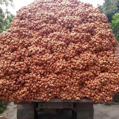 Hành Củ Kinh Môn Loại 1 Củ To Chắc Mẩy Chuẩn Vị - Giảm 23% Từ 97.500 Đến 75.000 - ANH BÉO 7