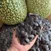 Hạt bí mèo đen rang tay thượng hạng Hơ Mông - sống sấy chín thơm ngon, dễ tách vỏ, không vỡ - 205.000 VND 7
