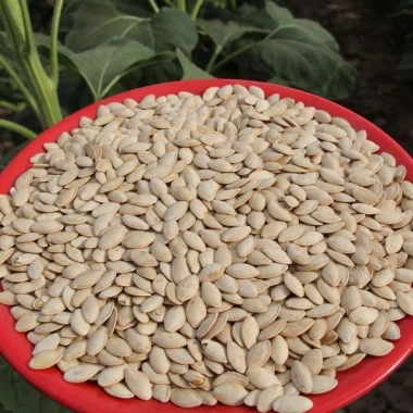Hạt bí ngô nếp sấy chín ăn liền thơm ngon, bùi béo - Đồ ăn vặt sức khỏe, quà Tết 43.000₫