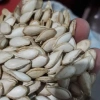 Hạt bí sống chưa rang 100% ảnh thật - Dành cho Tết, giảm còn 150k (giá gốc 189k)