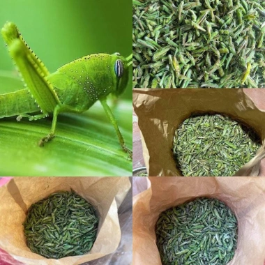 Hạt cào cào sấy nguyên chất 200g - Dinh dưỡng cho chim cảnh - Bác sĩ chào mào - Giá chỉ 50.000đ