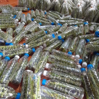 Hạt cào cào sấy nguyên chất 200g - Dinh dưỡng cho chim cảnh - Bác sĩ chào mào - Giá chỉ 50.000đ