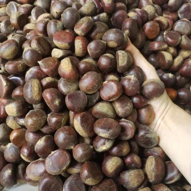 Hạt dẻ còn sống ngon 1kg - Giá chỉ 170.000đ, chất lượng cao, tươi mới