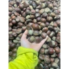 Hạt dẻ còn sống ngon 1kg - Giá chỉ 170.000đ, chất lượng cao, tươi mới 2