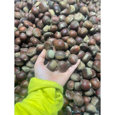Hạt dẻ còn sống ngon 1kg - Giá chỉ 170.000đ, chất lượng cao, tươi mới 2 Hạt dẻ còn sống ngon 1kg - Giá chỉ 170.000đ, chất lượng cao, tươi mới 2